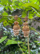 Jhumki