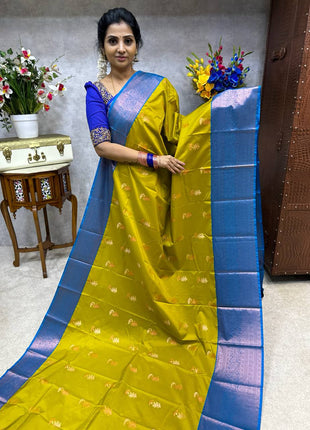 Premium Kanchi